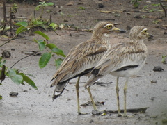 Burhinus senegalensis