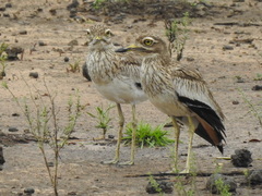 Burhinus senegalensis