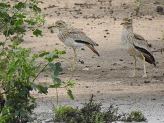 Burhinus senegalensis
