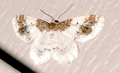 Hydrelia condensata