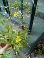 Angiospermae