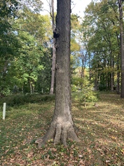 Celtis occidentalis