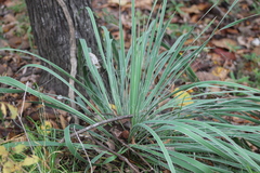 Yucca louisianensis