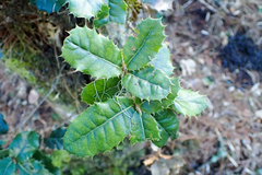 Quercus spinosa