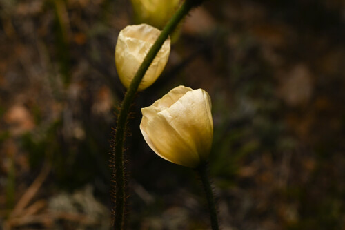 Rocky Mountain poppy (Oreomecon coloradensis)