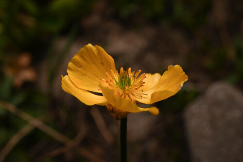 alpine buttercup (Ranunculus adoneus)