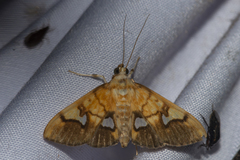 Nosophora