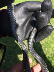 Thamnophis melanogaster