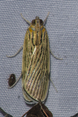 Tyspanodes linealis