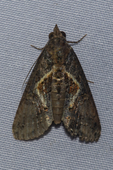 Lophoptera