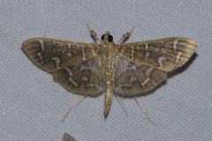 Nausinoe