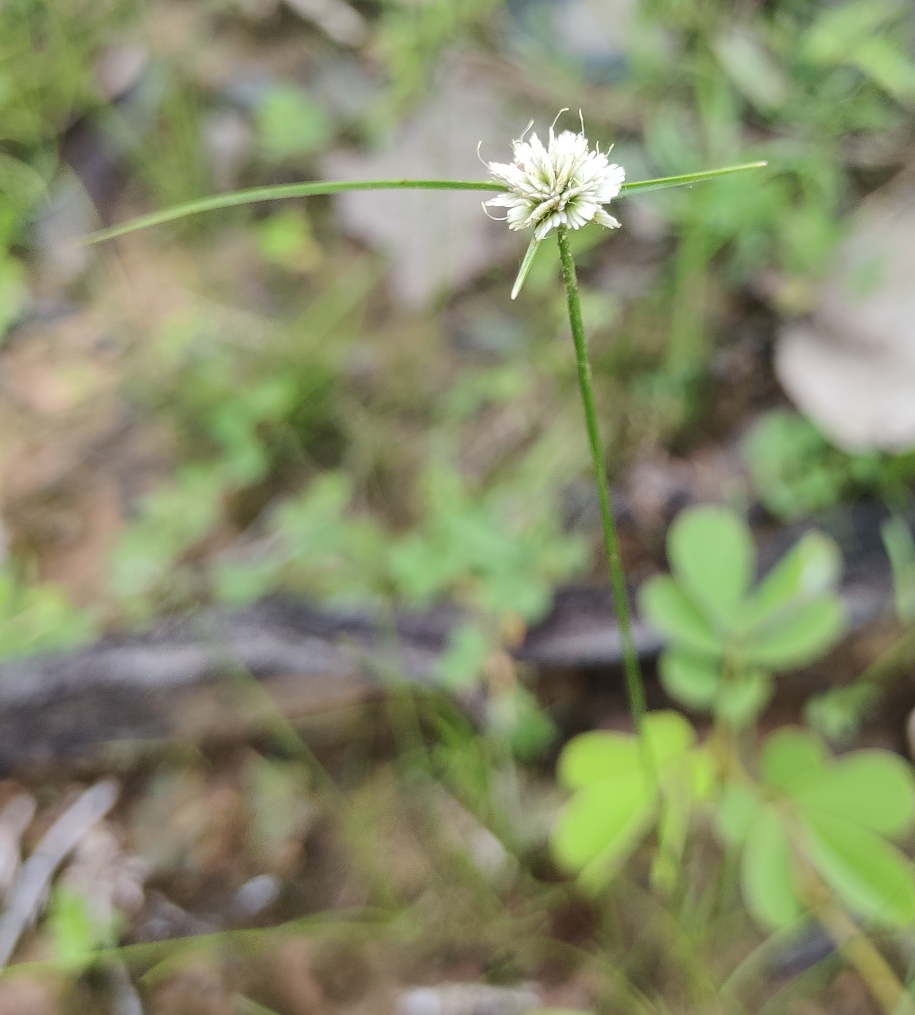 Cyperus niveus (Cyperus niveus)