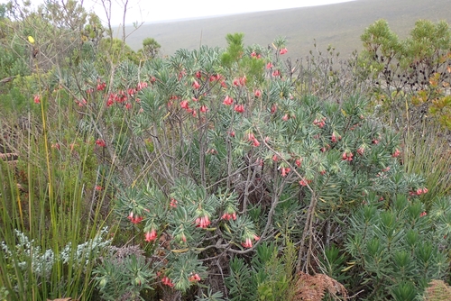Beaut Healthbush (Lobostemon belliformis)