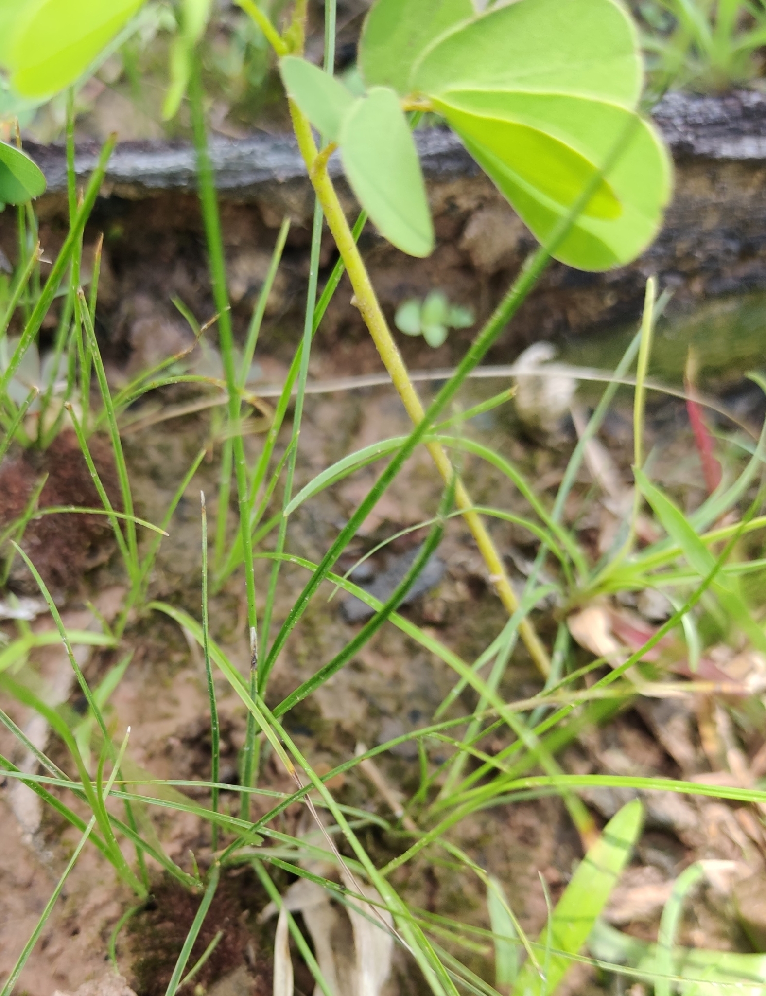 Cyperus niveus — ảnh 2