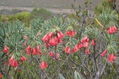 (c) Karen Eichholz, some rights reserved (CC BY) Lobostemon belliformis, photograph (c) Karen Eichholz, some rights reserved (CC BY)