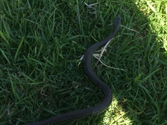 Thamnophis melanogaster