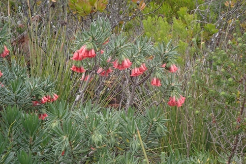 Lobostemon belliformis, photograph 2