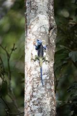 Acanthocercus ugandaensis