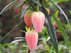 Crinodendron hookerianum