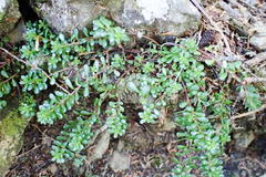 Sedum erythrospermum