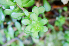 Sedum erythrospermum