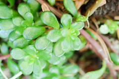 Sedum erythrospermum