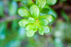 Sedum erythrospermum