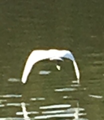 Egretta garzetta