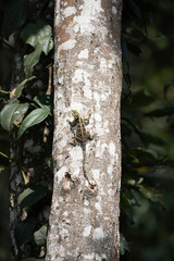 Acanthocercus ugandaensis