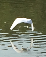 Egretta garzetta