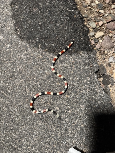 Sonoran Coralsnake