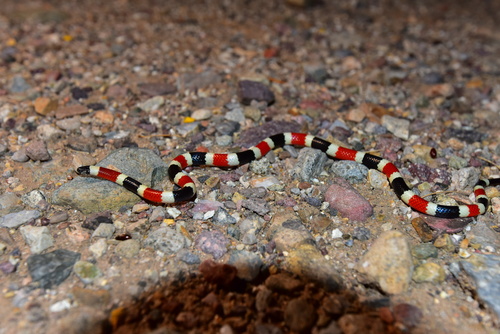 Sonoran Coralsnake