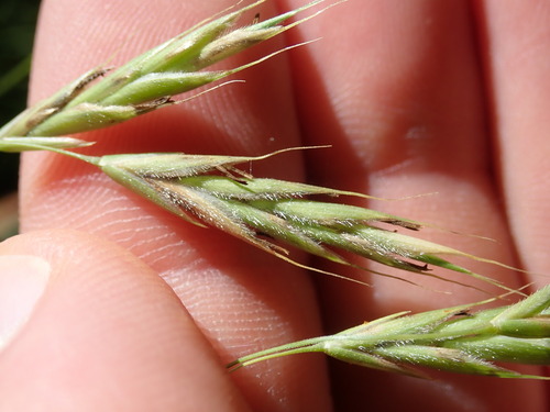 Nottoway Brome Grass (Bromus nottowayanus)