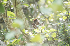 Piliocolobus tephrosceles