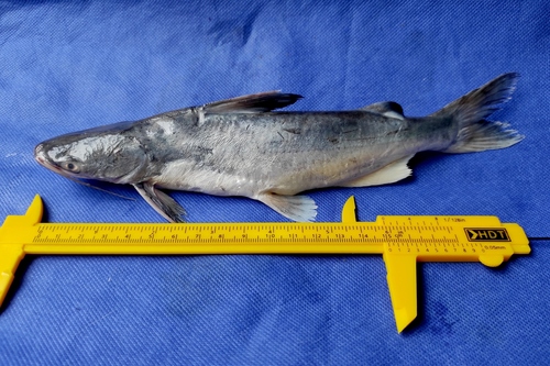 Soldier catfish (Osteogeneiosus militaris) — Ariidae