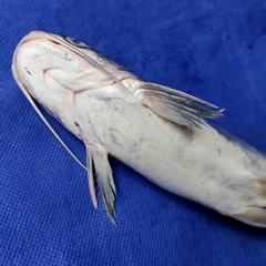 Soldier Catfish photo 5