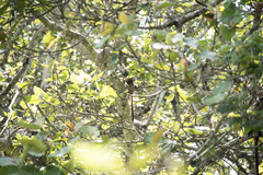 Piliocolobus tephrosceles