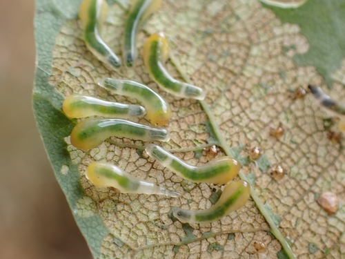 Yellow-headed Oak Slugworm