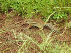 Euxerus erythropus