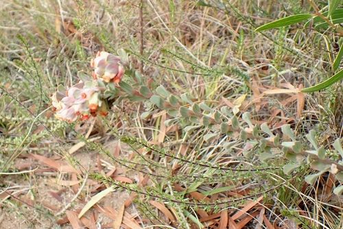 Tooth Dollsrose (Hermannia trifoliata)
