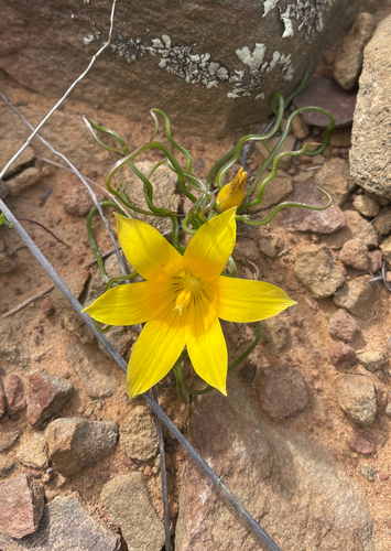 Romulea tortuosa