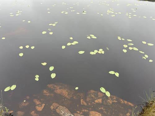 Variegated Yellow Pond-Lily