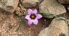 Black-anthered Romulea (Romulea atrandra)