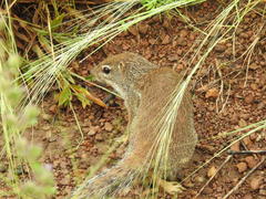 Euxerus erythropus