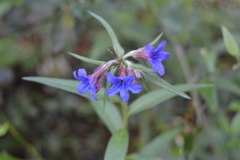 Aegonychon purpurocaeruleum