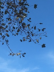 Platanus