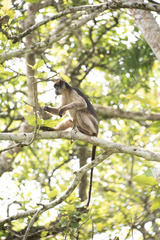 Piliocolobus tephrosceles