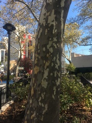 Platanus