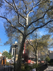 Platanus