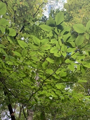 Fagus grandifolia